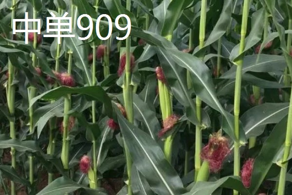 北方的玉米品种可以在南方种植吗,可以在南方种植