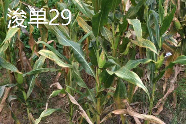 北方的玉米品种可以在南方种植吗,可以在南方种植