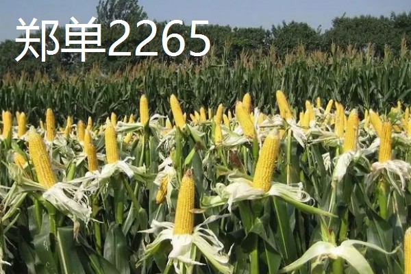 北方的玉米品种可以在南方种植吗,可以在南方种植