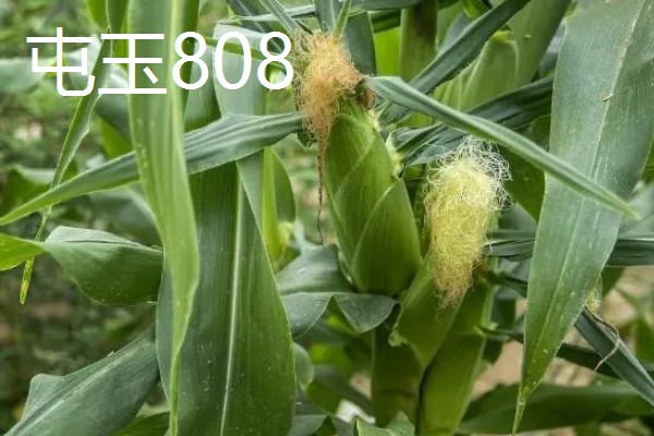 北方的玉米品种可以在南方种植吗,可以在南方种植