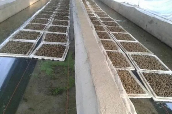养好水蛭的方法,要保持水质清澈不被污染