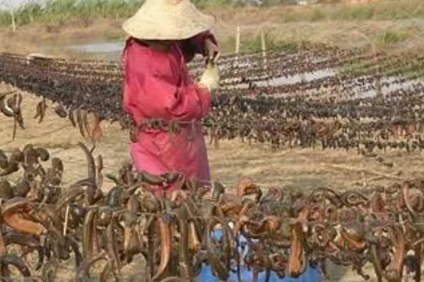 养好水蛭的方法,要保持水质清澈不被污染