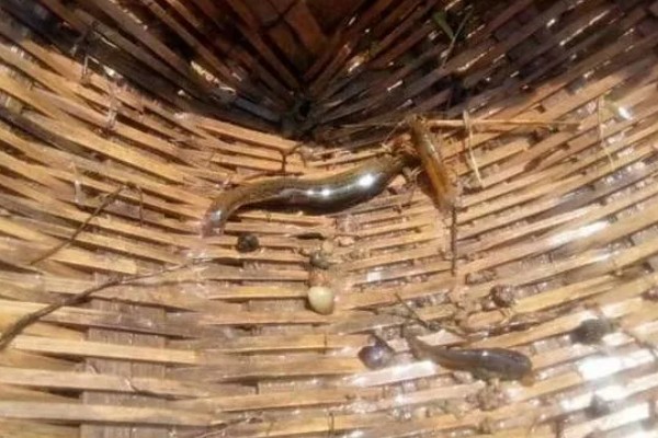 养好水蛭的方法,要保持水质清澈不被污染
