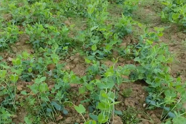 豌豆的形态特征,荚果呈长椭圆形