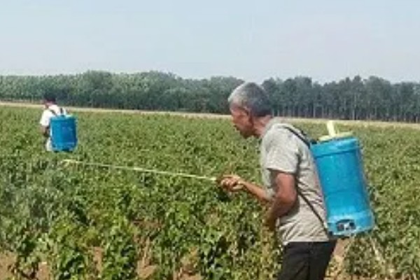 山药畸形是什么原因，可能是土壤中有硬物所致