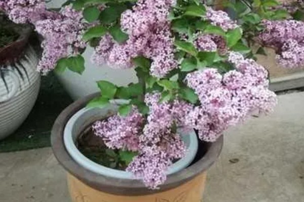 丁香花是哪种颜色，常见的有白色、黄色、紫色等