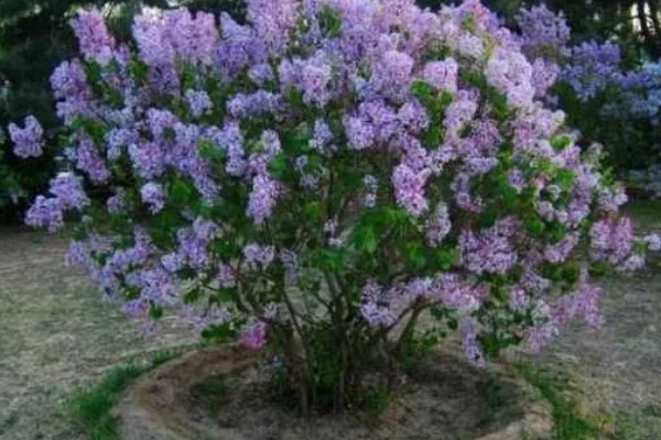 丁香花是哪种颜色，常见的有白色、黄色、紫色等