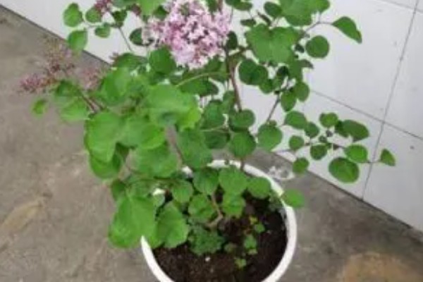 丁香花是哪种颜色，常见的有白色、黄色、紫色等