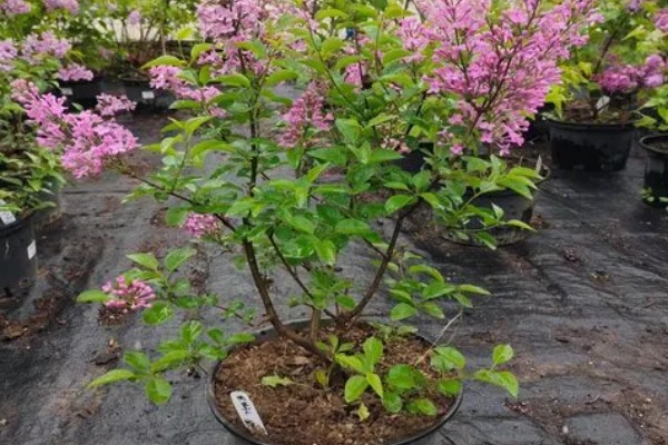 丁香花是哪种颜色，常见的有白色、黄色、紫色等