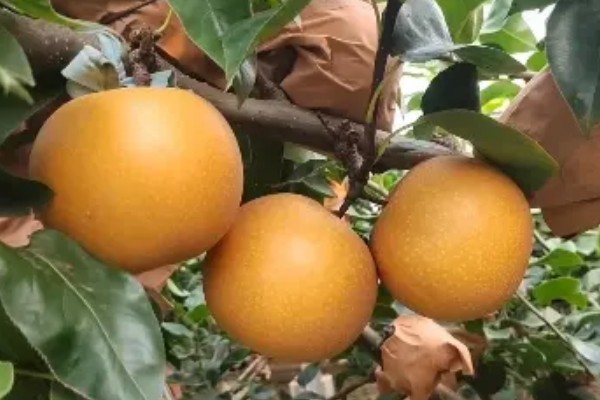 梨子何时上市,6-10月份上市