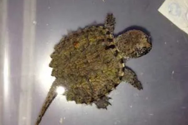 鳄龟不晒太阳行吗，可以不晒太阳