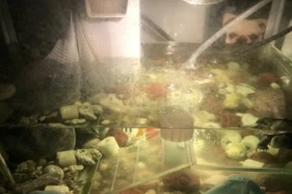 鳄龟不晒太阳行吗，可以不晒太阳