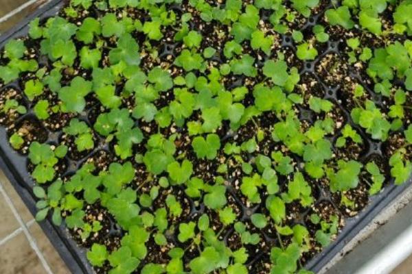 飞燕草种子的种植方法，春季和秋季都可以播种