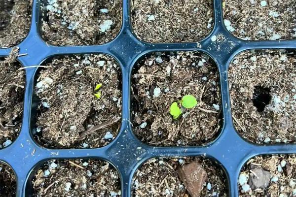 飞燕草种子的种植方法，春季和秋季都可以播种