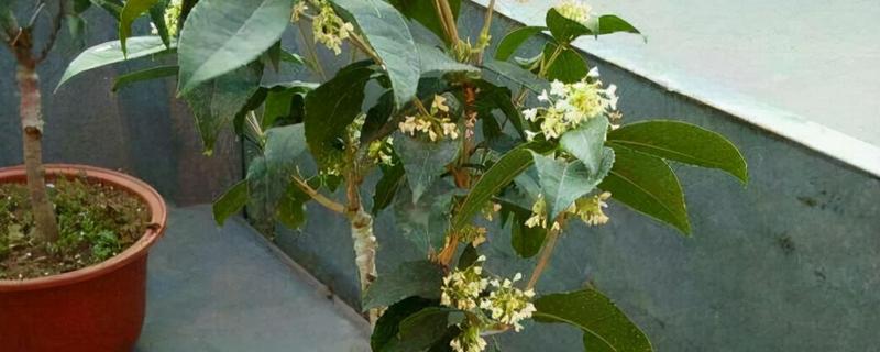 给桂花换盆要注意什么,需剪除不良根系并消毒