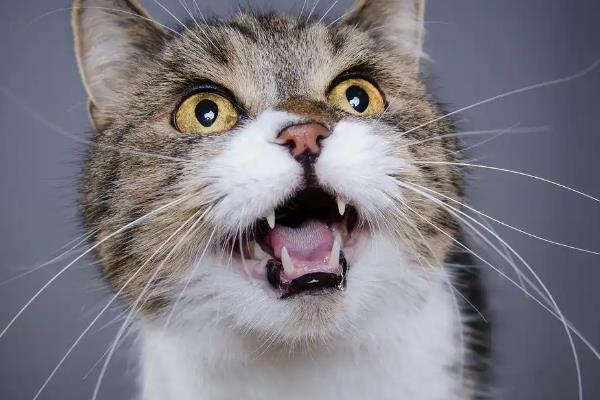 猫不同叫声的含义，发出喵呜声是感到好奇