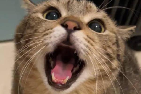 猫不同叫声的含义，发出喵呜声是感到好奇