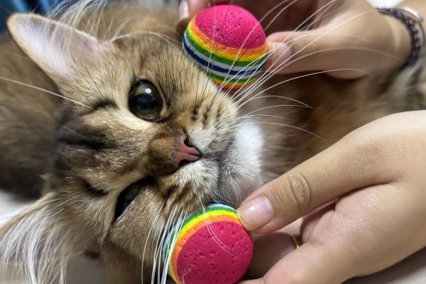 猫不同叫声的含义，发出喵呜声是感到好奇