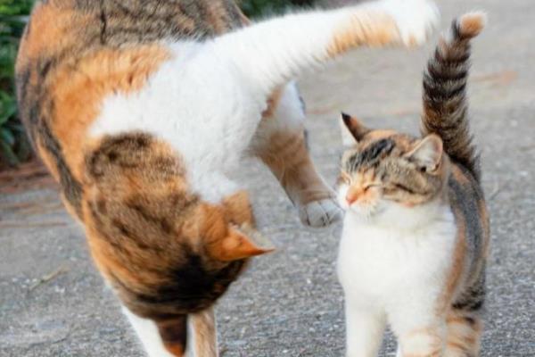 猫不同叫声的含义，发出喵呜声是感到好奇