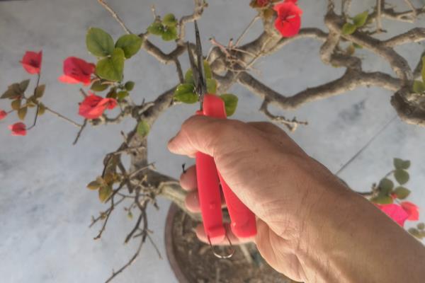 三角梅的修剪方式,通常都是将枝条一一进行剪掉