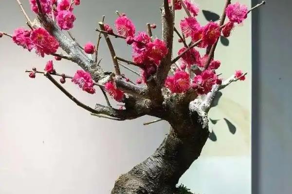 怎么养活刚买的梅花老桩，上盆前需对根系进行修剪消毒处理
