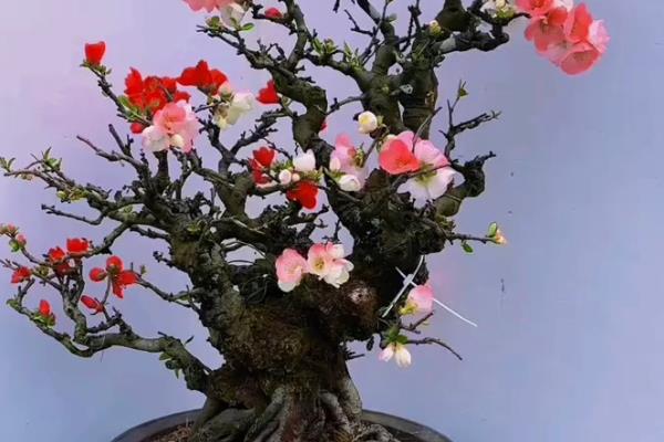 怎么养活刚买的梅花老桩，上盆前需对根系进行修剪消毒处理