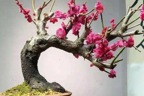 怎么养活刚买的梅花老桩，上盆前需对根系进行修剪消毒处理