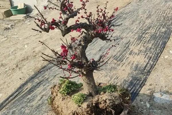 怎么养活刚买的梅花老桩，上盆前需对根系进行修剪消毒处理