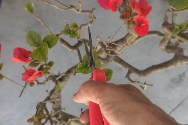 怎么养活刚买的梅花老桩，上盆前需对根系进行修剪消毒处理