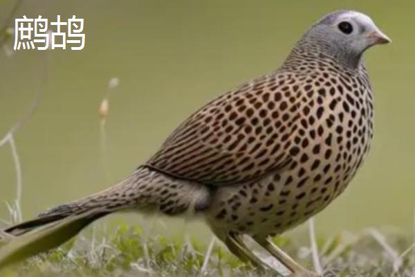 竹鸡是不是鹧鸪，竹鸡不是鹧鸪