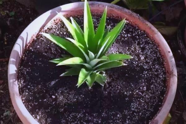 菠萝怎么盆栽种植,栽种后要往土壤中浇灌河水