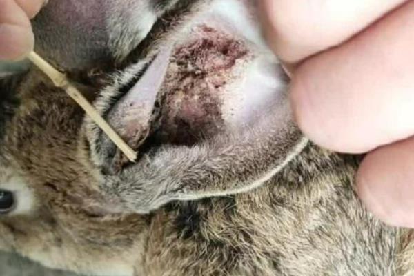 如何处理兔子耳螨或耳朵感染病症,一定要及时隔离病兔