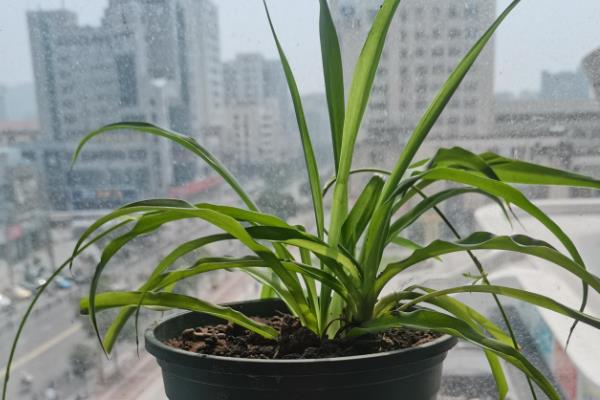 吊兰的换盆时间,建议在春秋两季换