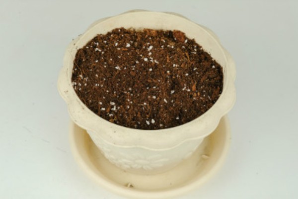 向日葵的栽培技术，提供肥沃度高的土壤种植