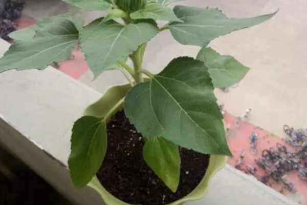 向日葵的栽培技术，提供肥沃度高的土壤种植