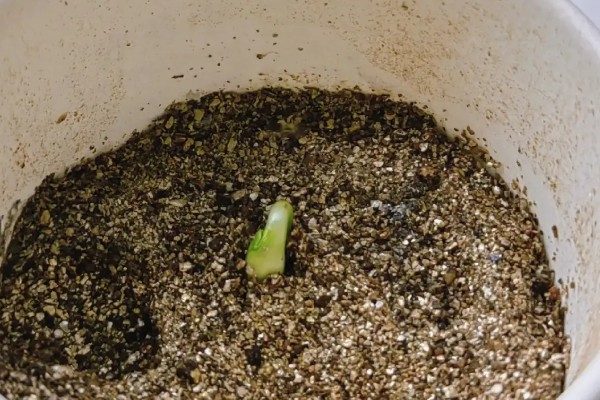 向日葵的栽培技术，提供肥沃度高的土壤种植