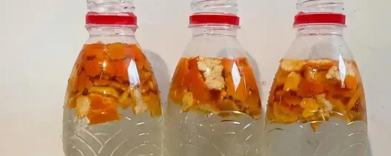 橘子皮泡水浇花可以杀虫吗,是可以杀害虫类的