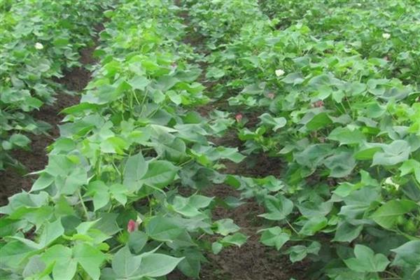 六行棉花的管理方法,喷施叶面肥有助于幼苗茁壮成长