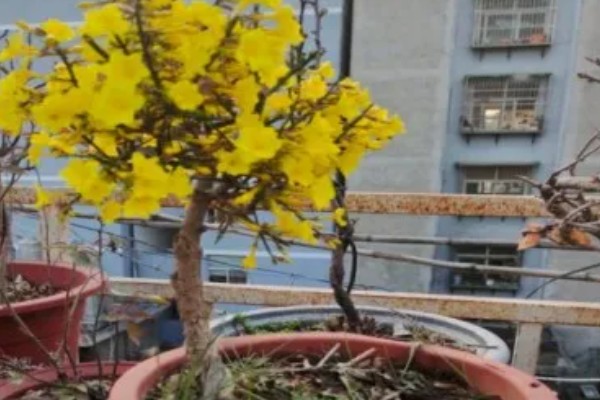 迎春花冬天能不能剪枝,在冬季不可剪枝