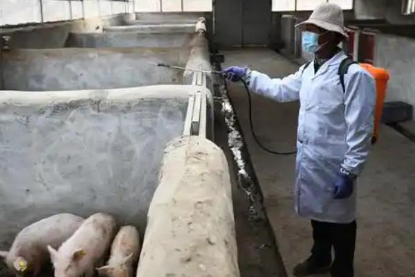 山林放养猪的成本,1年的饲料费用为8000元左右