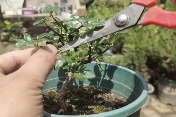 迎春花冬天能不能剪枝,在冬季不可剪枝