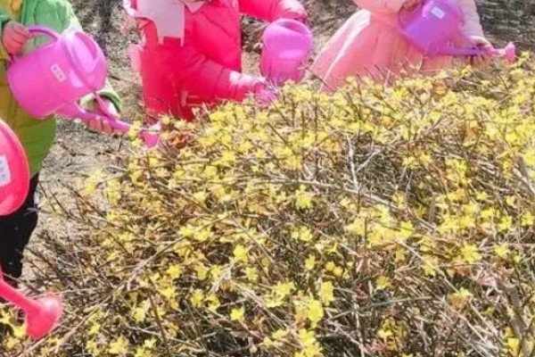 迎春花冬天能不能剪枝,在冬季不可剪枝