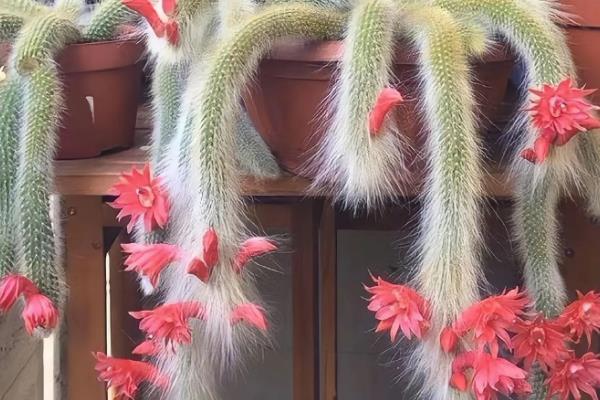 猴尾柱的开花时间,在每年的夏秋季节就会开花