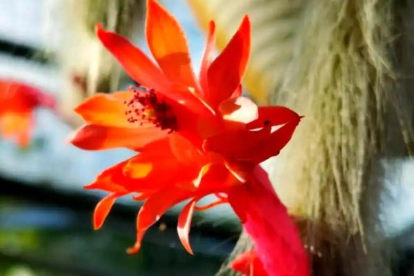 猴尾柱的开花时间,在每年的夏秋季节就会开花