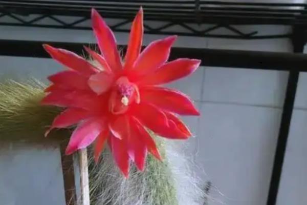 猴尾柱的开花时间,在每年的夏秋季节就会开花