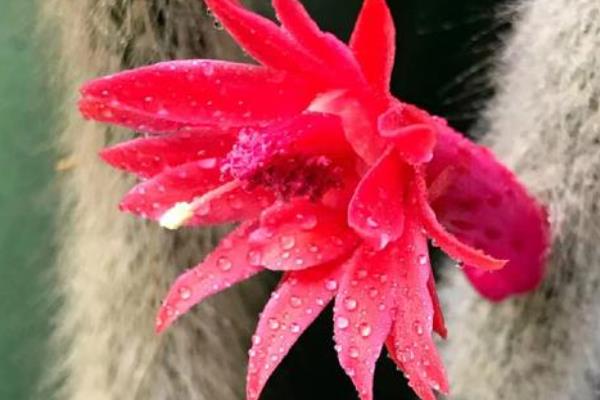 猴尾柱的开花时间,在每年的夏秋季节就会开花