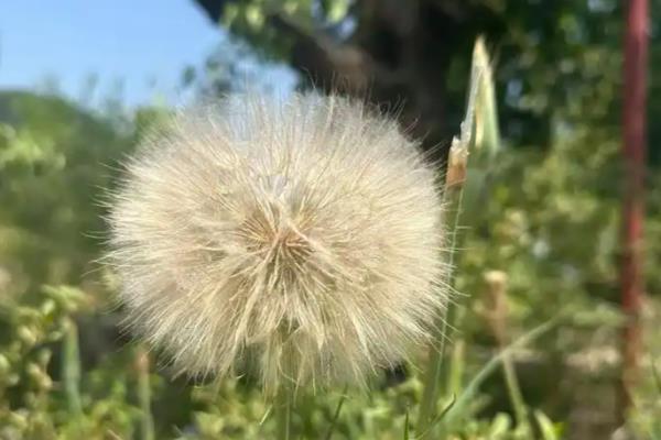 蒲公英的花语,寓意没有办法停留的爱