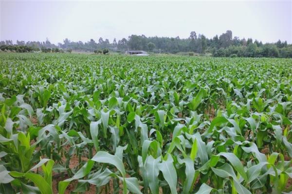 禾育165玉米品种简介,由S586和B8535杂交而成的中熟品种