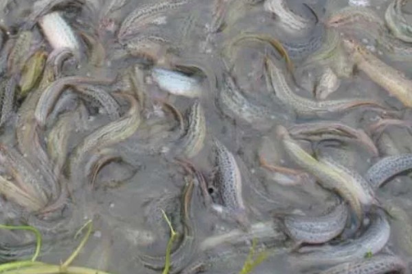 泥鳅会吃米饭粒吗，泥鳅不吃米饭粒