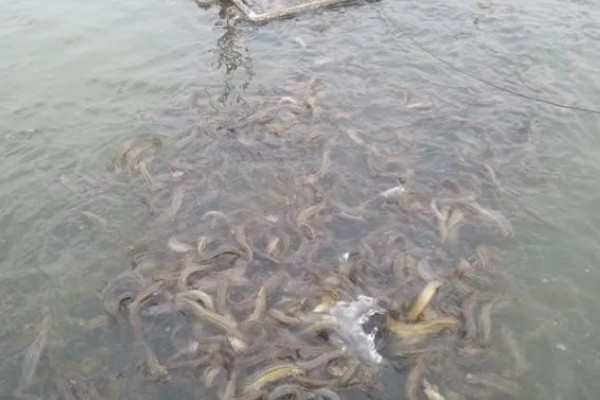 泥鳅会吃米饭粒吗，泥鳅不吃米饭粒